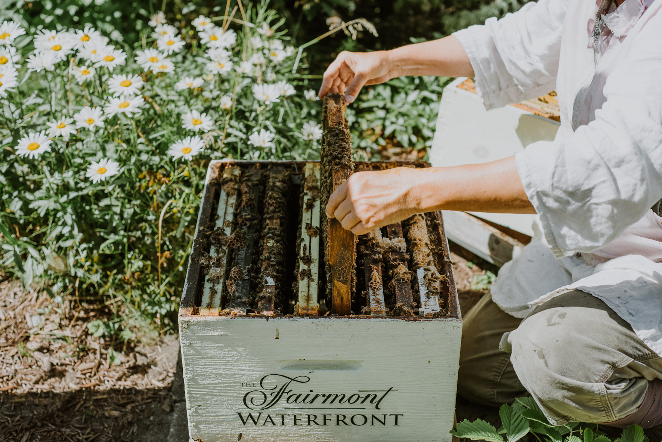 A person pulling a bee-covered slat out of a Fairmont Waterfront beehive