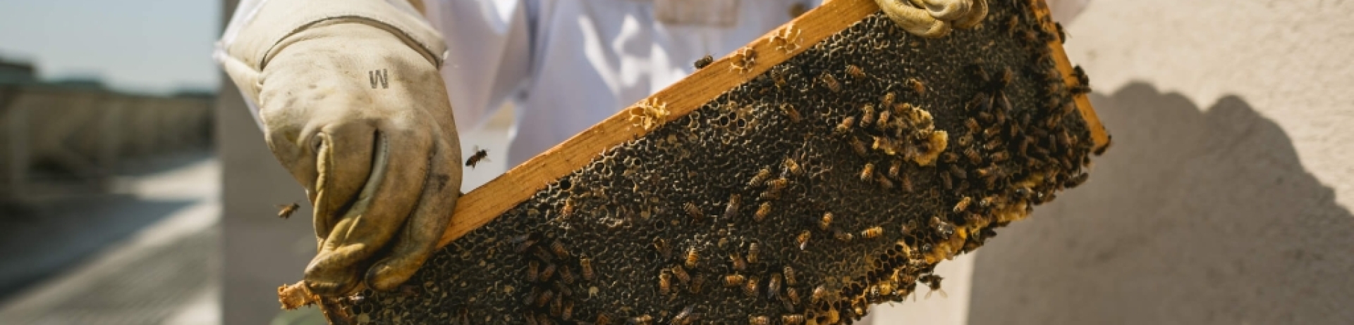 A beekeeper holding a frame.