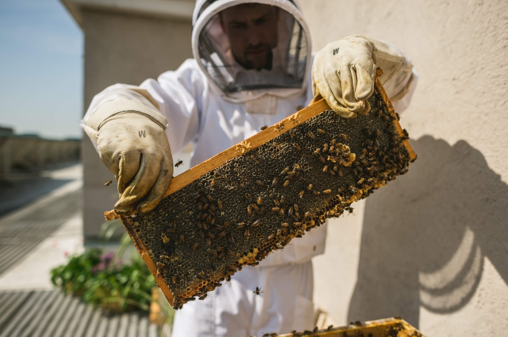 A beekeeper holding a frame.