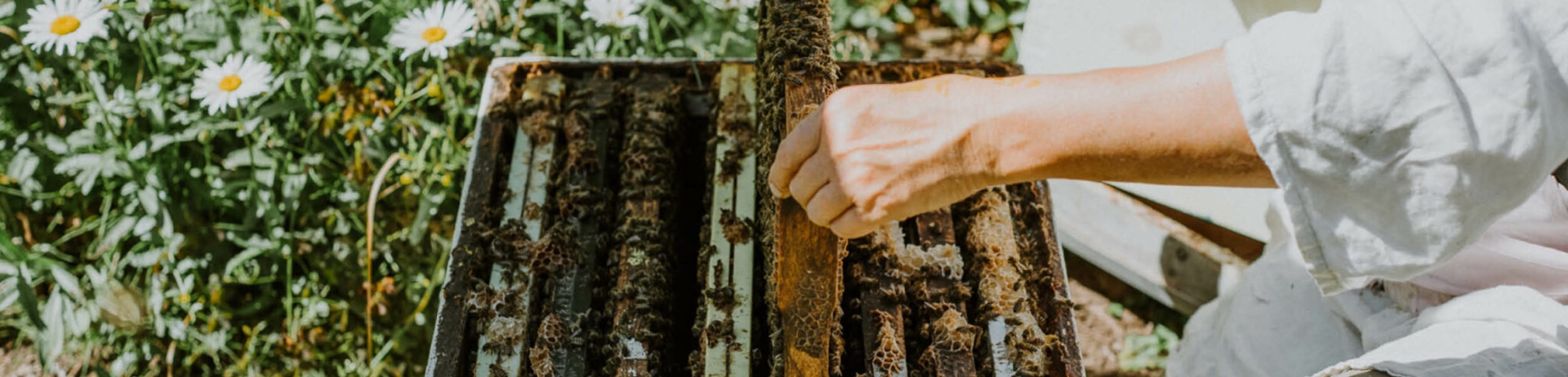 A beekeeper working with bees in a beehive.