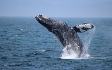 Prince of Whales Adventures