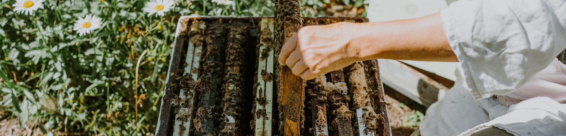 A beekeeper pulling a slat out of a beehive.